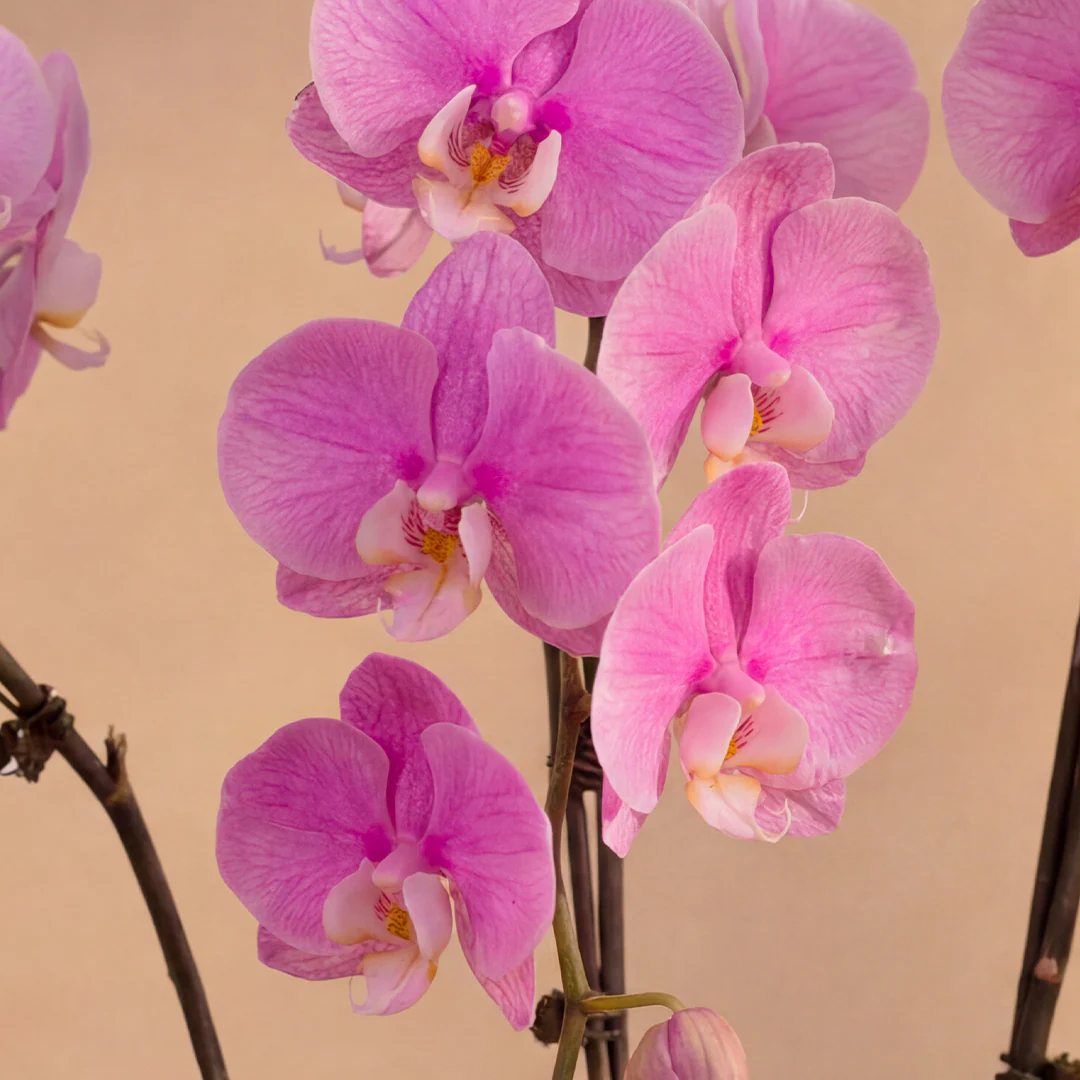 Ingrid Pink Phalaenopsis Orchid (3 Stalks) - Image 2