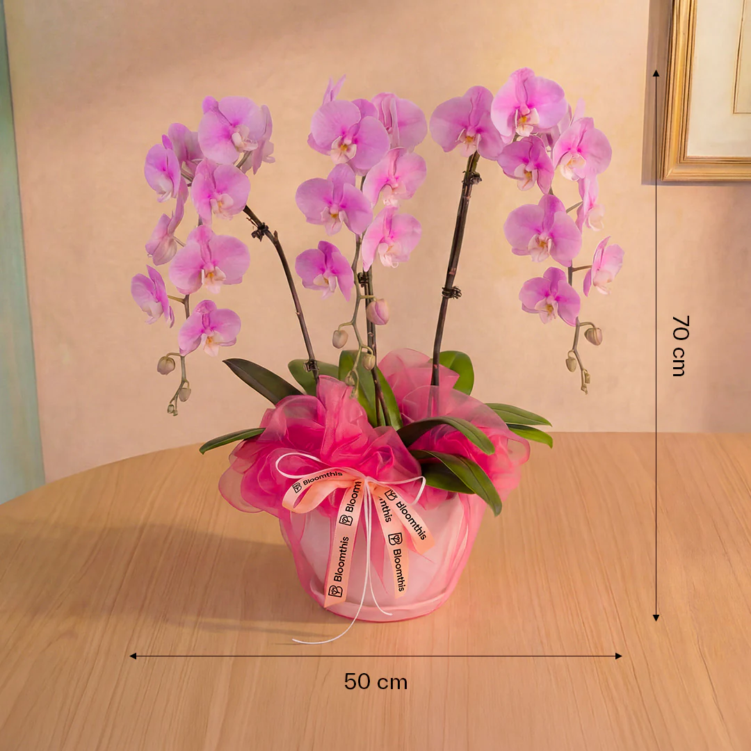 Ingrid Pink Phalaenopsis Orchid (3 Stalks) - Image 4