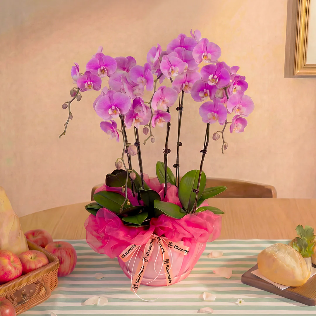 Ingrid Pink Phalaenopsis Orchid (5 Stalks) - Image 3