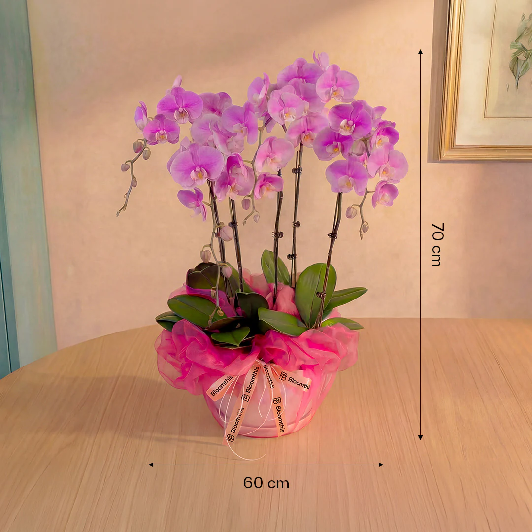 Ingrid Pink Phalaenopsis Orchid (5 Stalks) - Image 4