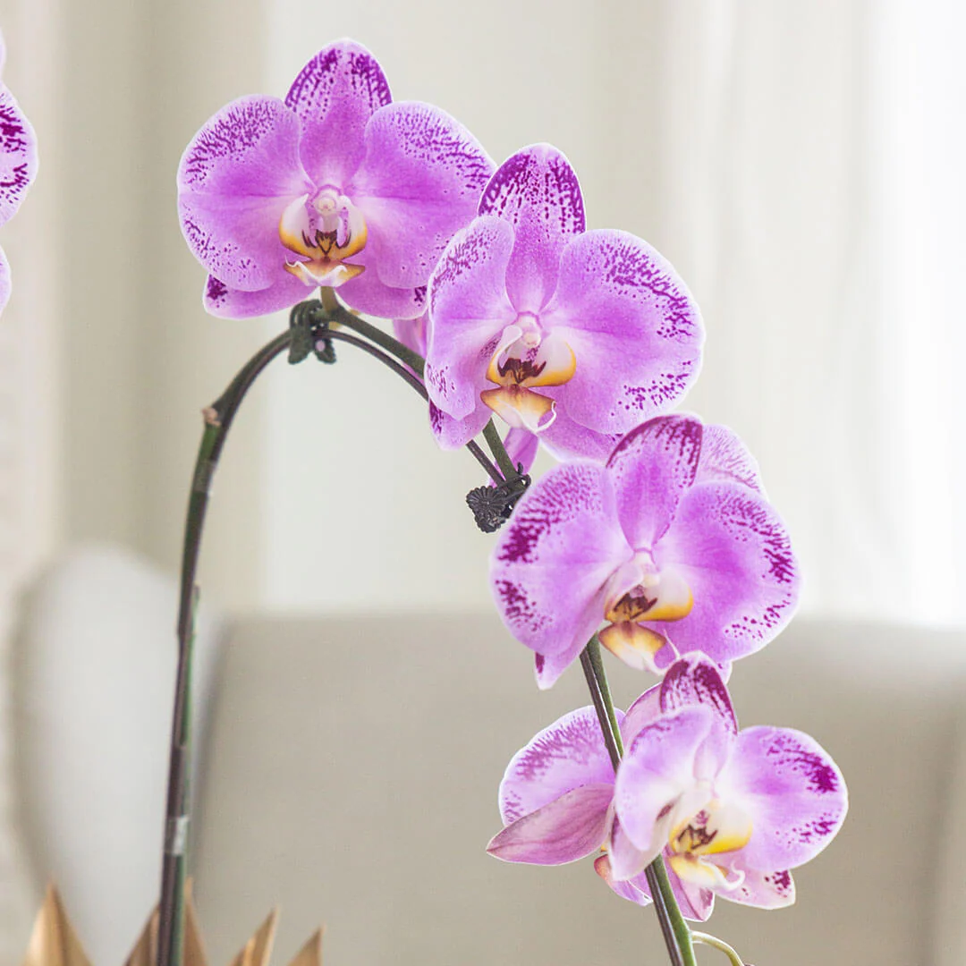 Jodie Phalaenopsis Orchid (1 stalk) (MDV) - Image 4