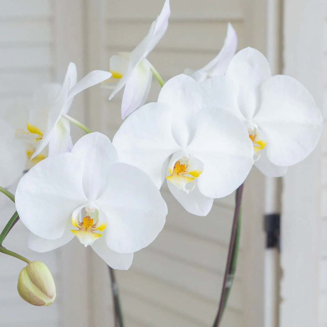 Jodie Phalaenopsis Orchid (1 stalk) (MDV) - Image 5