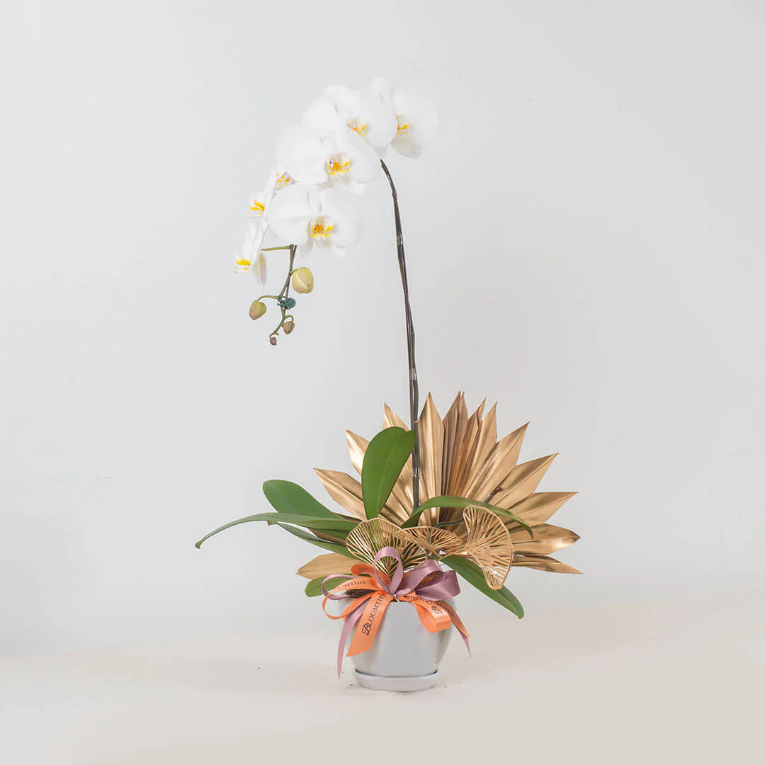 Jodie Phalaenopsis Orchid (1 stalk) (MDV) - Image 7