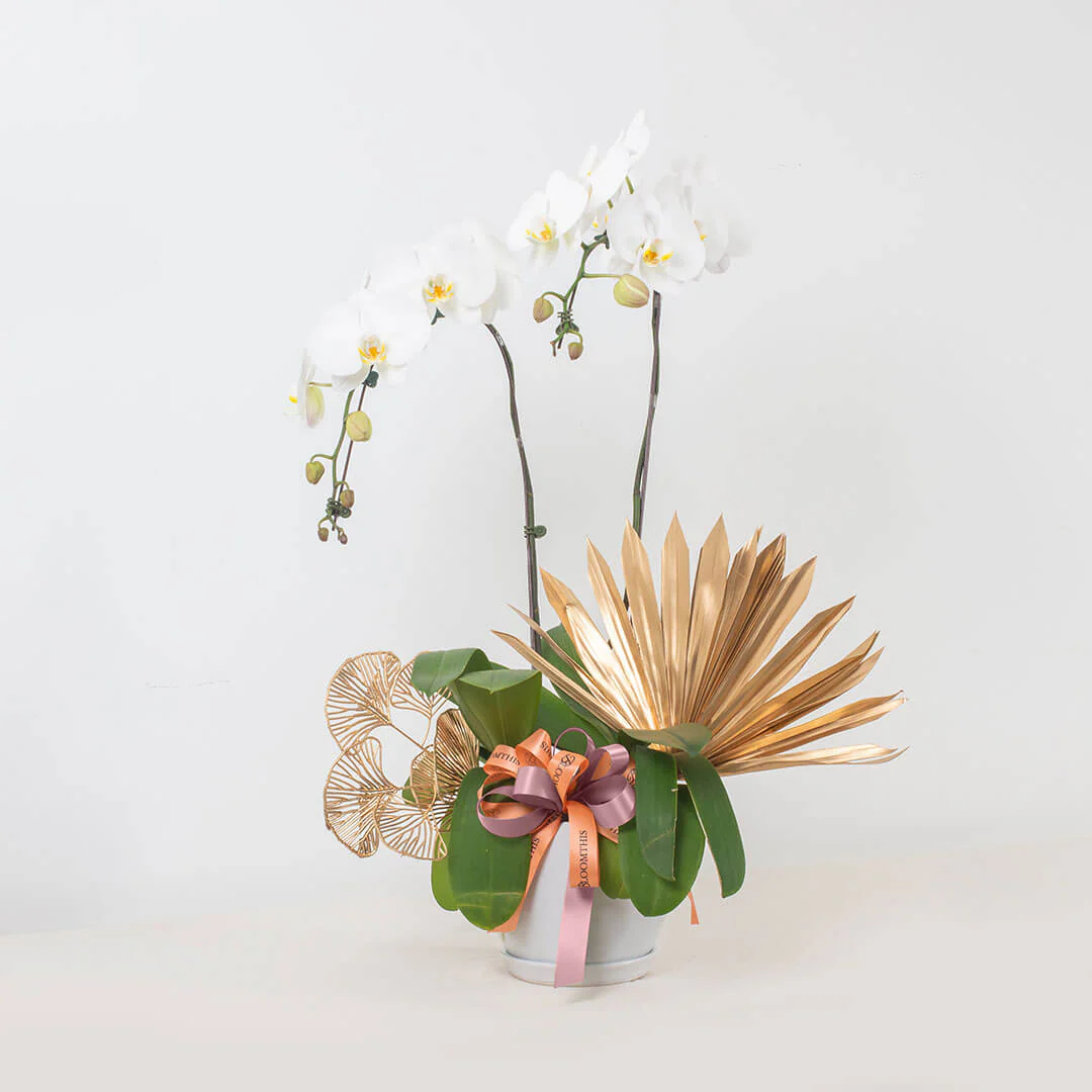 Jodie Phalaenopsis Orchid (2 stalks) (MDV)