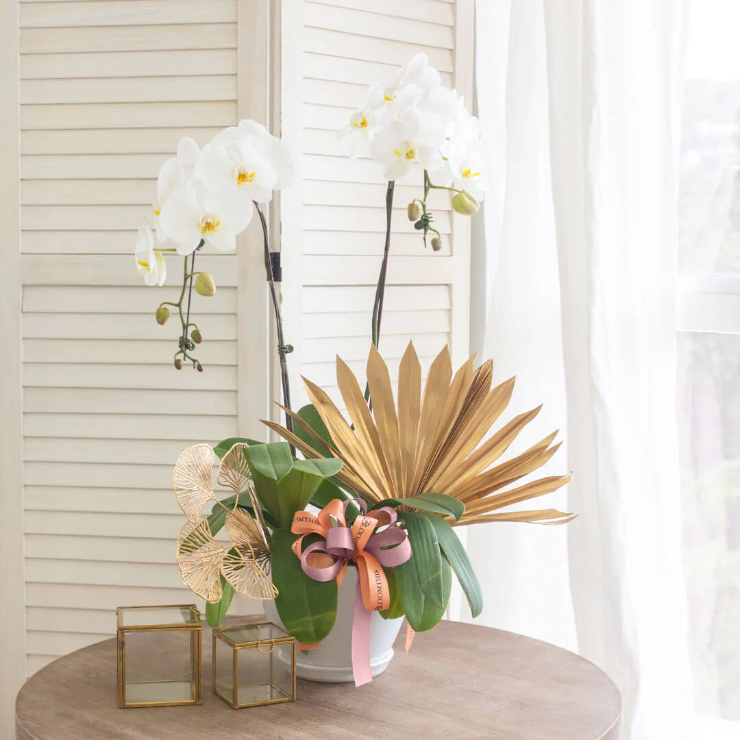 Jodie Phalaenopsis Orchid (2 stalks) (MDV) - Image 2