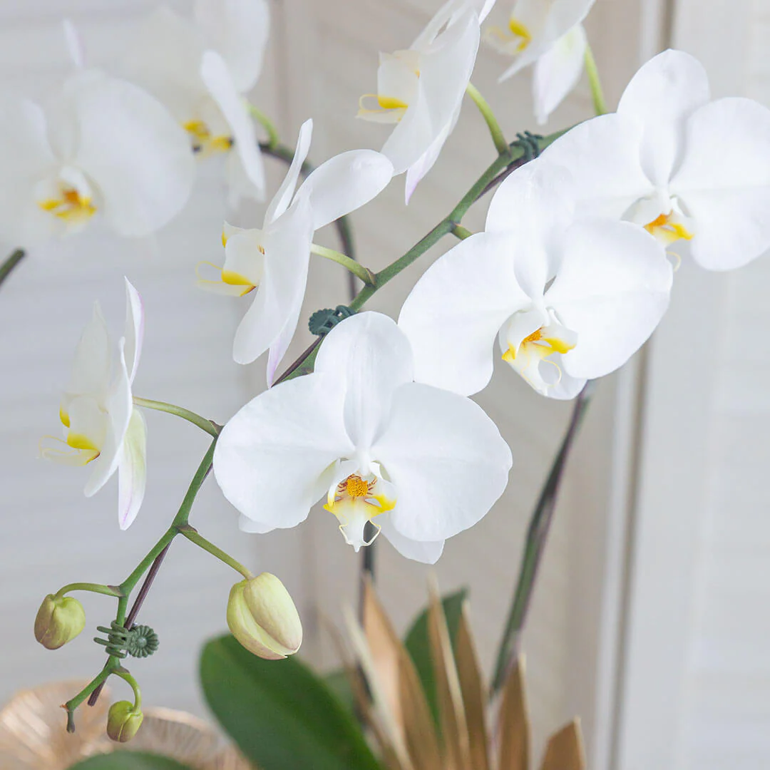 Jodie Phalaenopsis Orchid (2 stalks) (MDV) - Image 4