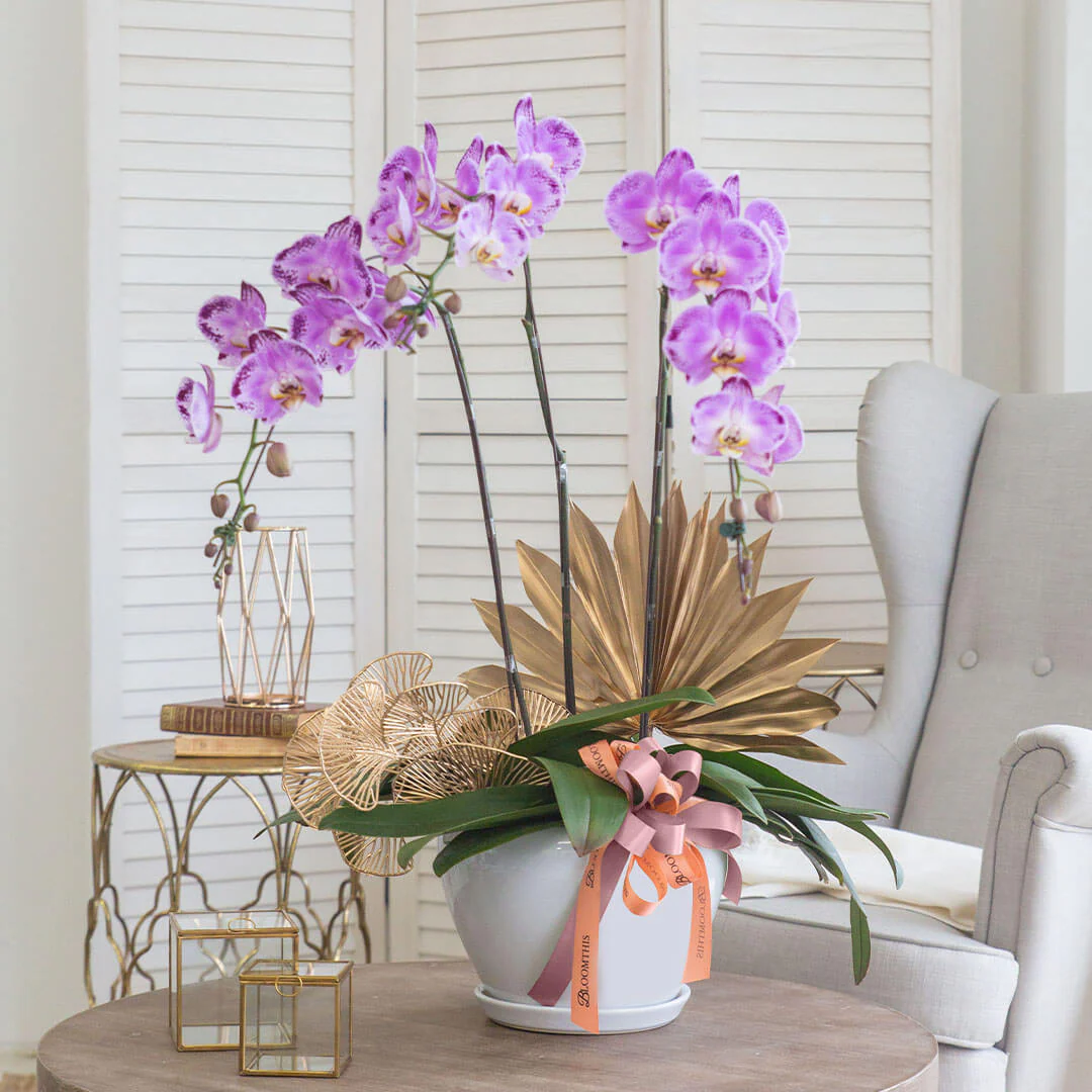 Jodie Phalaenopsis Orchid (3 stalks) (MD) - Image 2