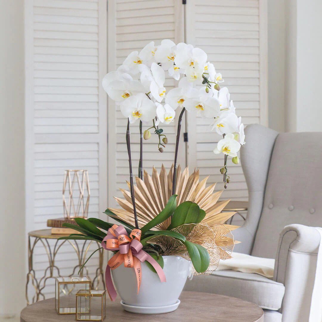 Jodie Phalaenopsis Orchid (3 stalks) (MD) - Image 3