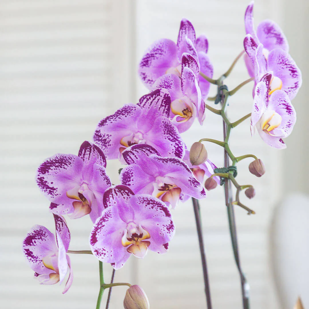 Jodie Phalaenopsis Orchid (3 stalks) (MD) - Image 4