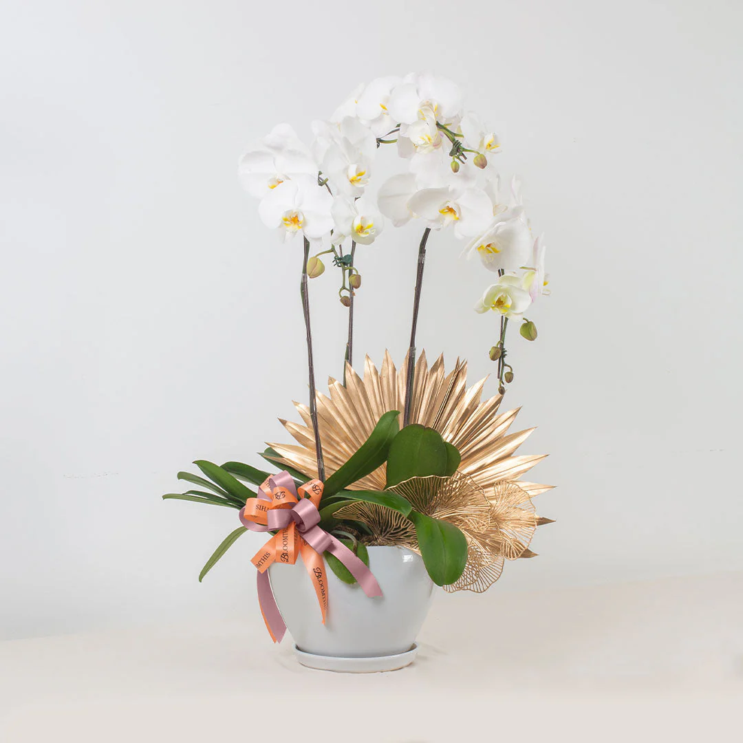 Jodie Phalaenopsis Orchid (3 stalks) (MD) - Image 7