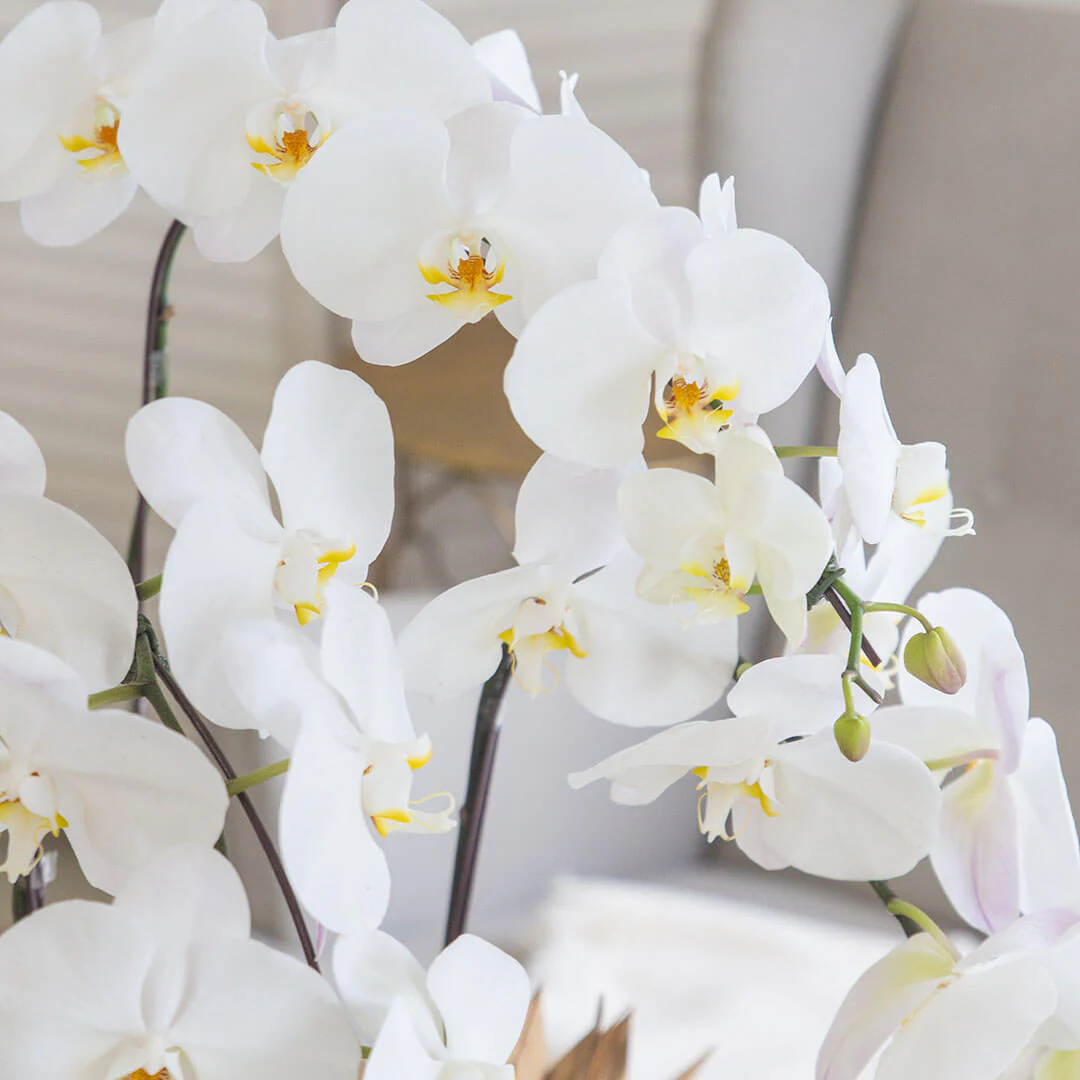 Jodie Phalaenopsis Orchid (3 stalks) (MDV) - Image 5