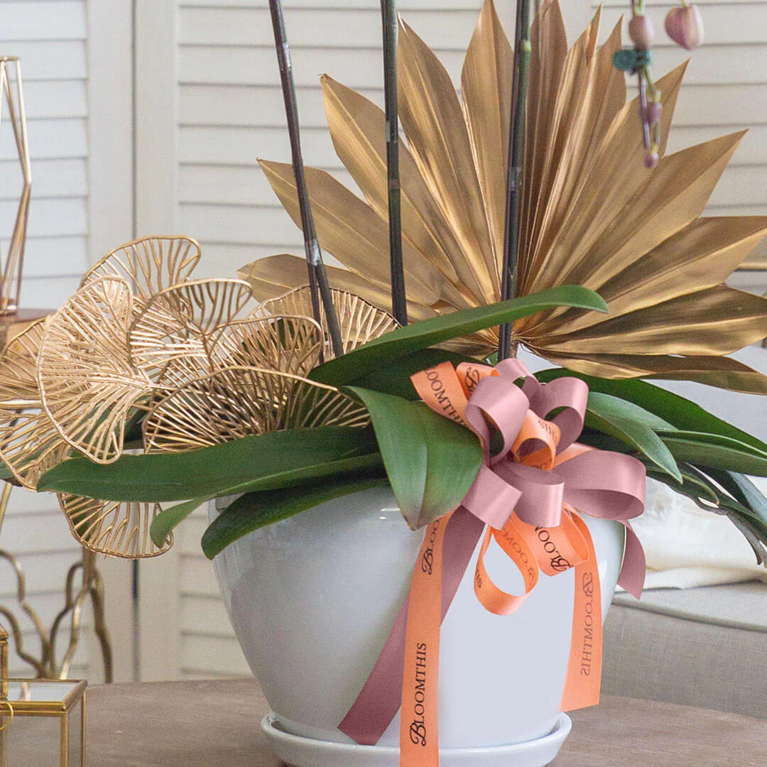 Jodie Phalaenopsis Orchid (3 stalks) (MDV) - Image 6