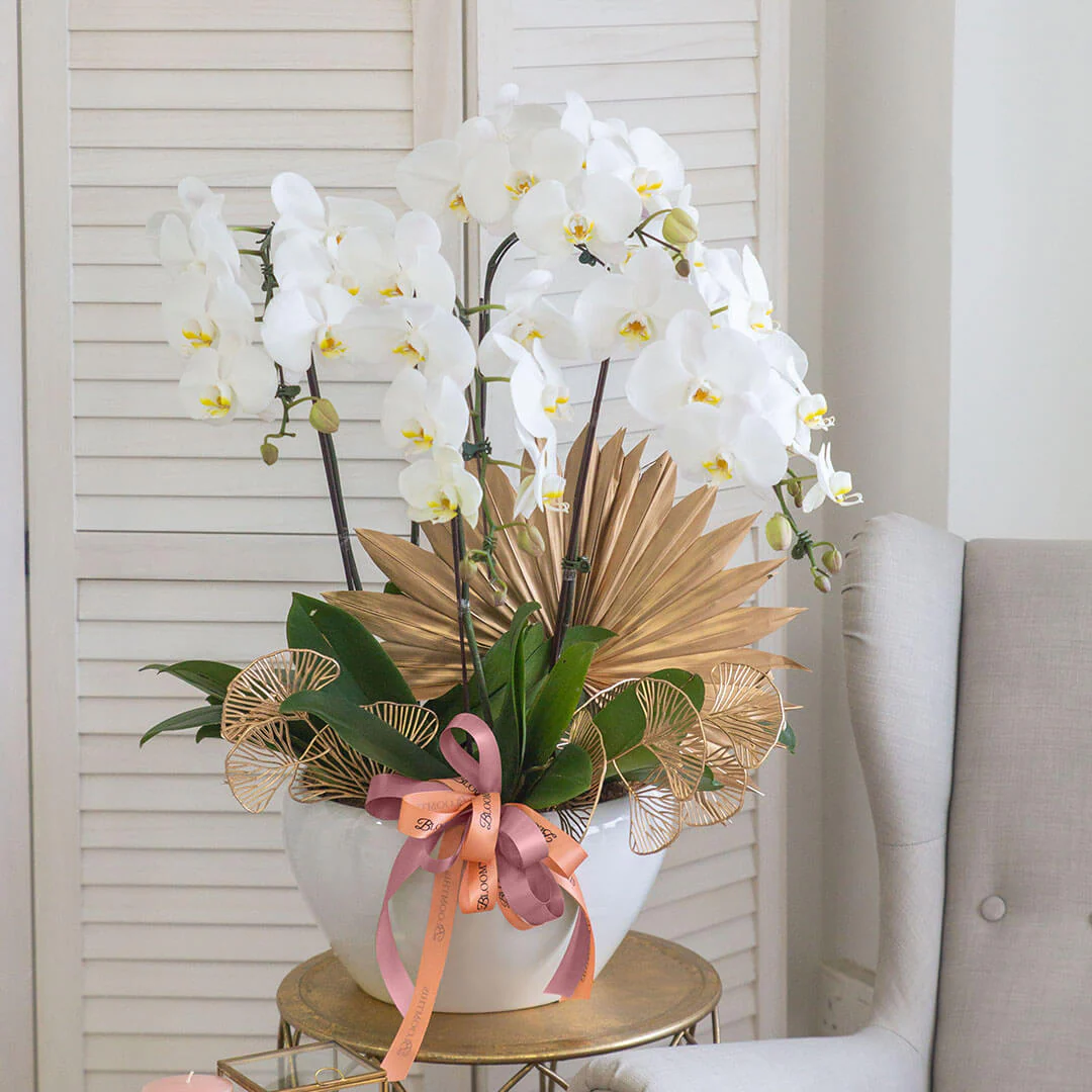 Jodie Phalaenopsis Orchid (5 stalks) (MD) - Image 2