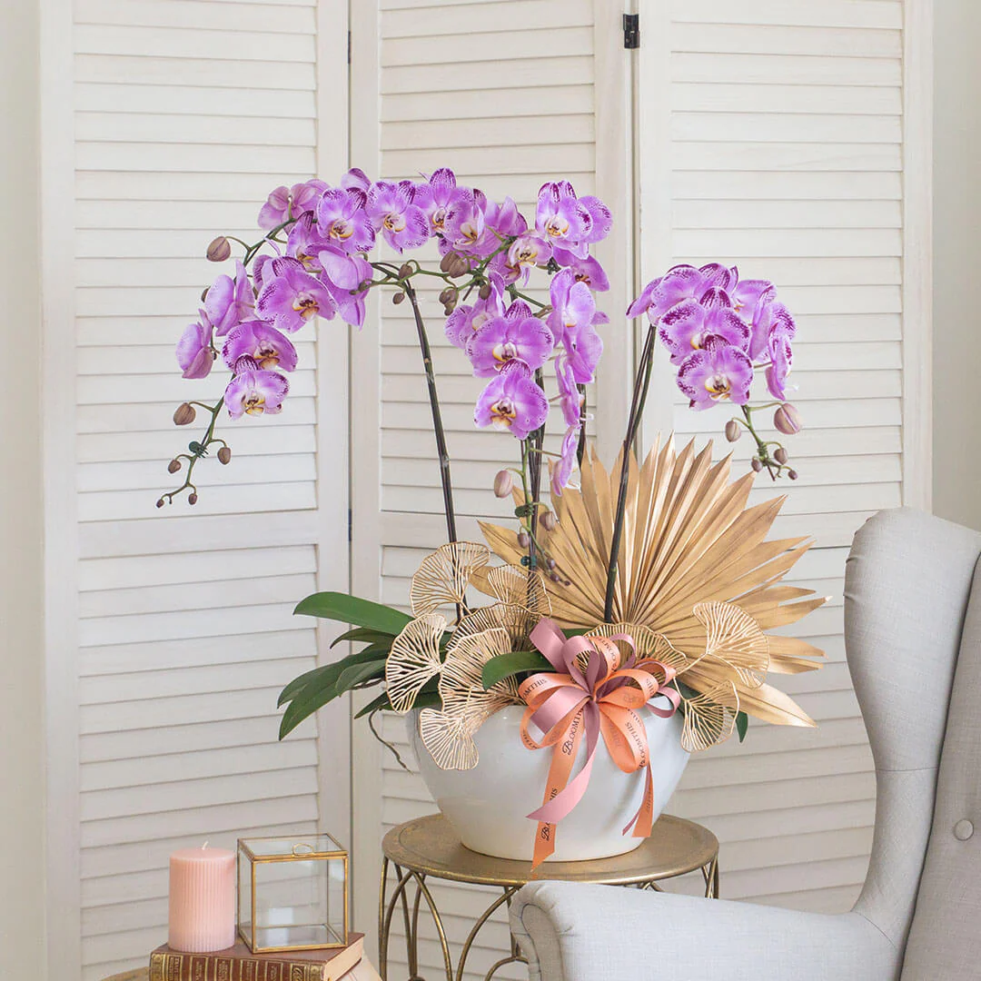 Jodie Phalaenopsis Orchid (5 stalks) (MDV) - Image 3