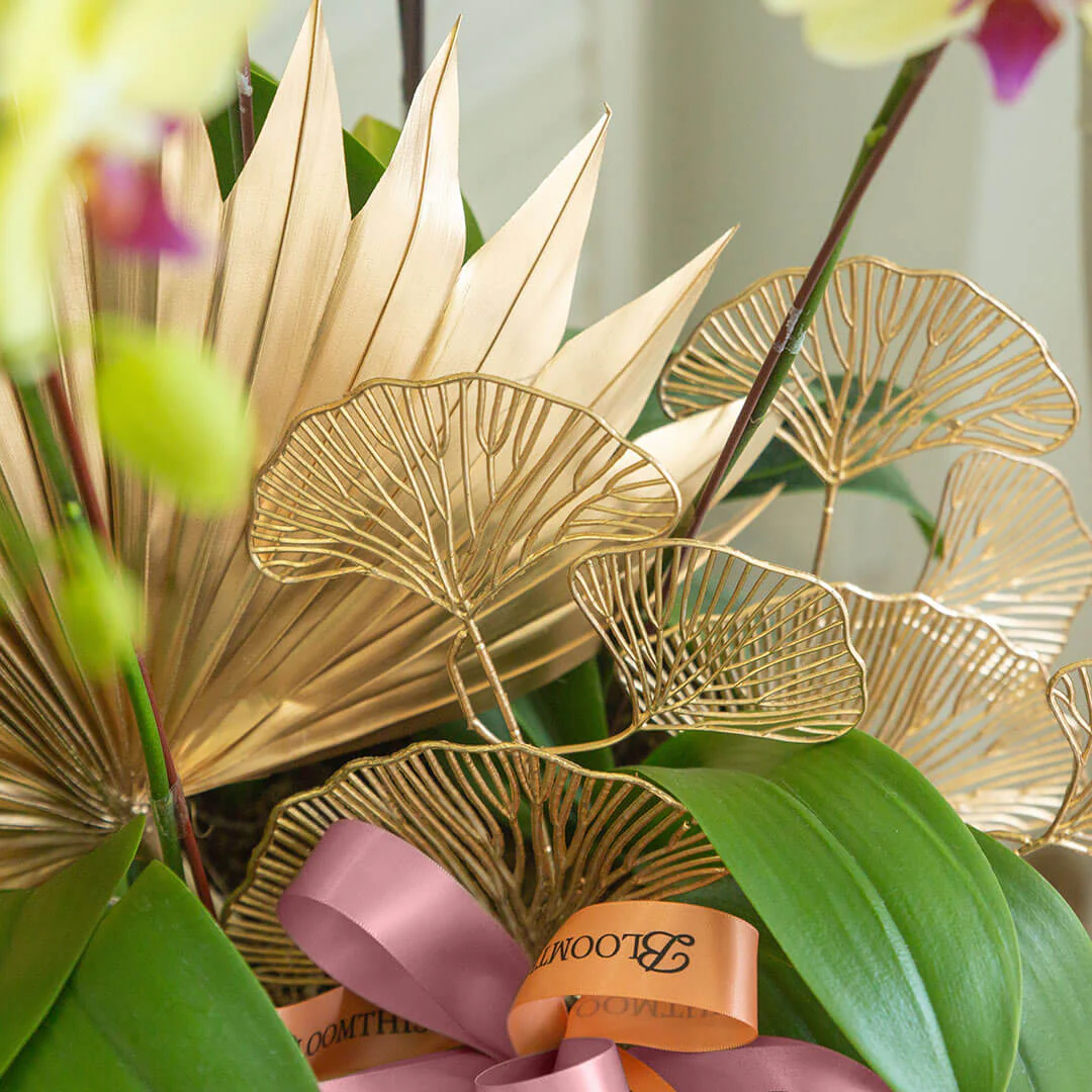 Jodie Phalaenopsis Orchid (5 stalks) (MDV) - Image 4