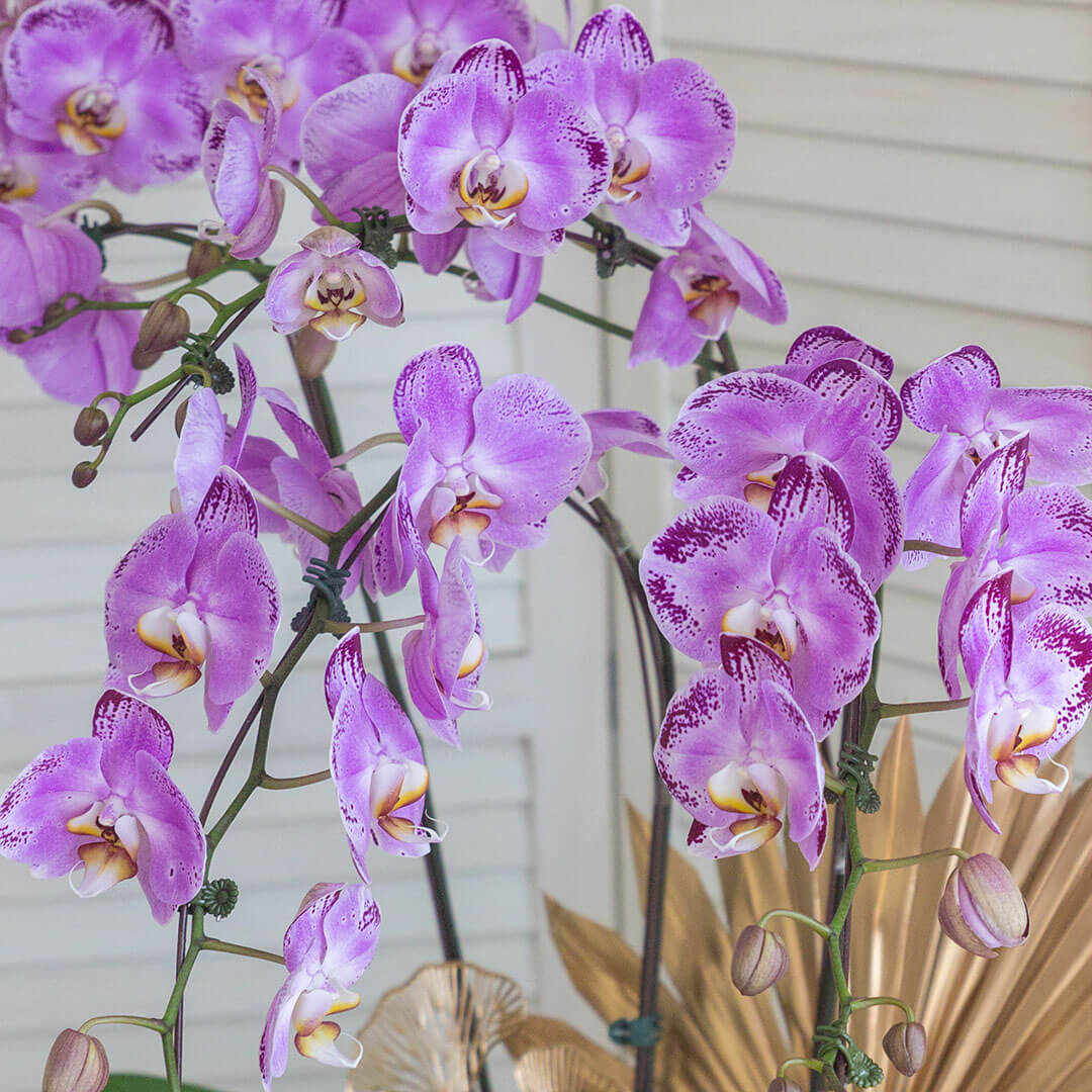 Jodie Phalaenopsis Orchid (5 stalks) (MDV) - Image 5