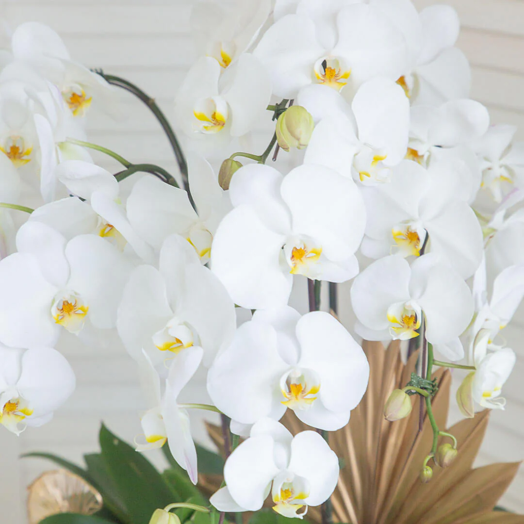 Jodie Phalaenopsis Orchid (5 stalks) (MDV) - Image 6