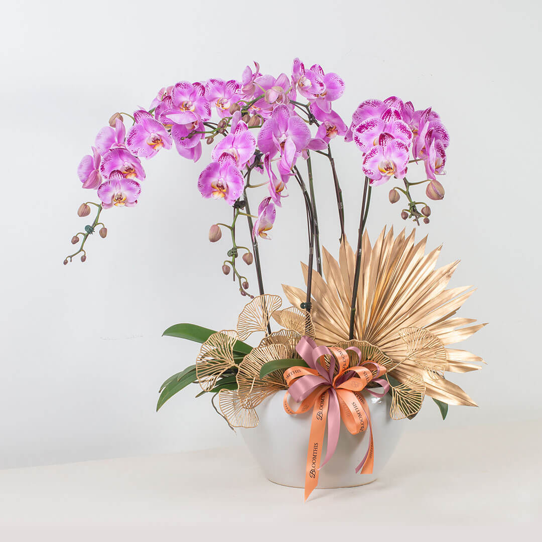 Jodie Phalaenopsis Orchid (5 stalks) (MDV) - Image 7