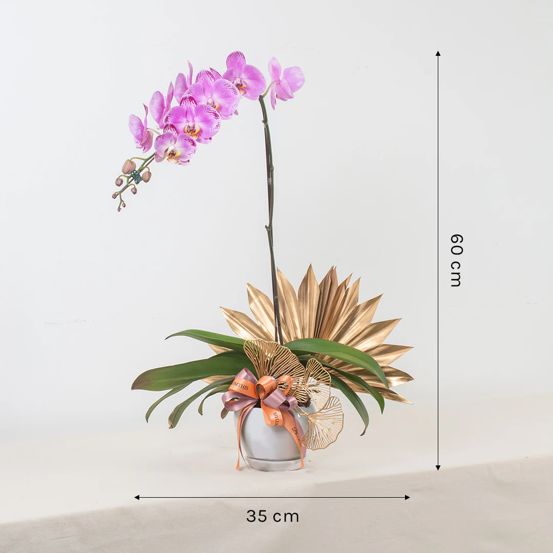 Jodie Pink Phalaenopsis Orchid (1 stalk) - Image 3