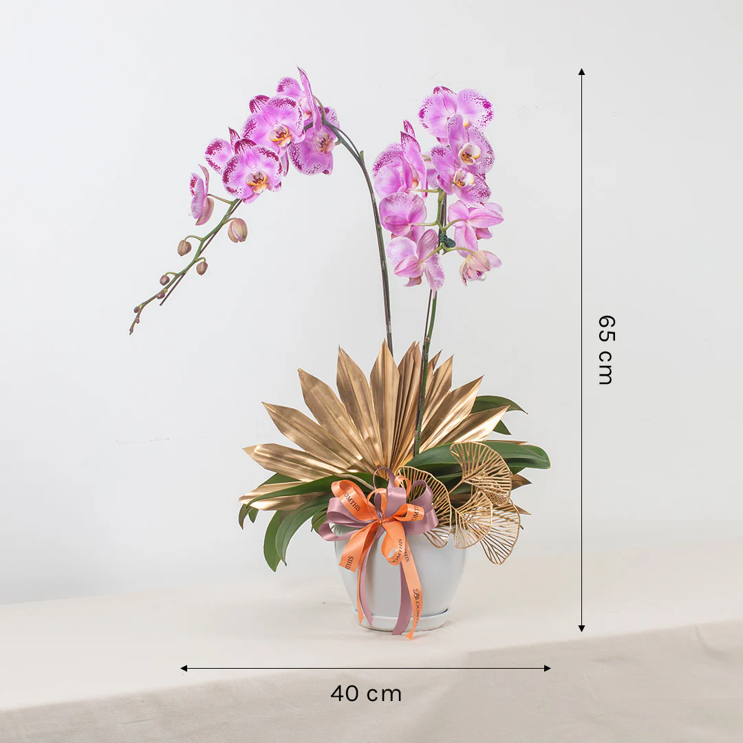 Jodie Pink Phalaenopsis Orchid (2 stalks) - Image 3