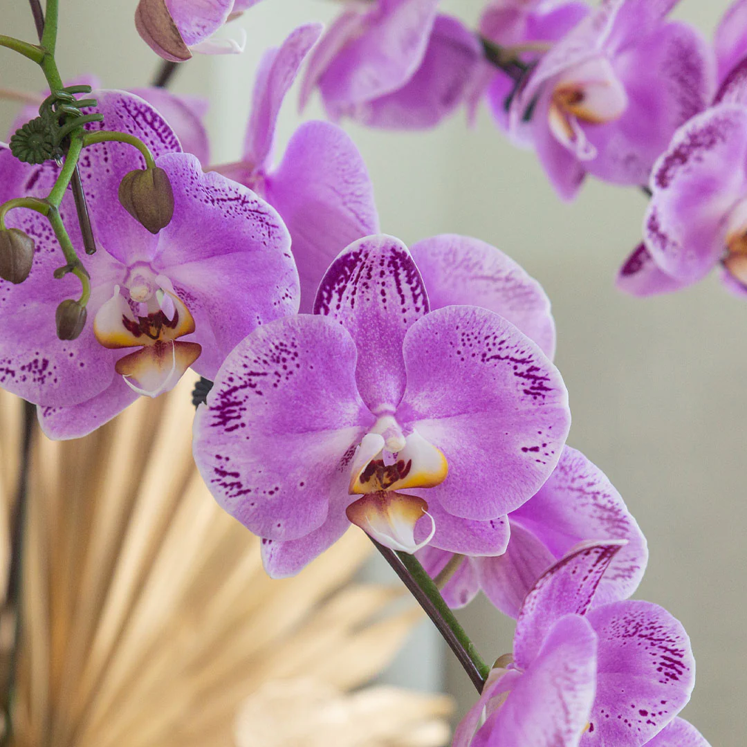 Jodie Pink Phalaenopsis Orchid (3 stalks) - Image 2