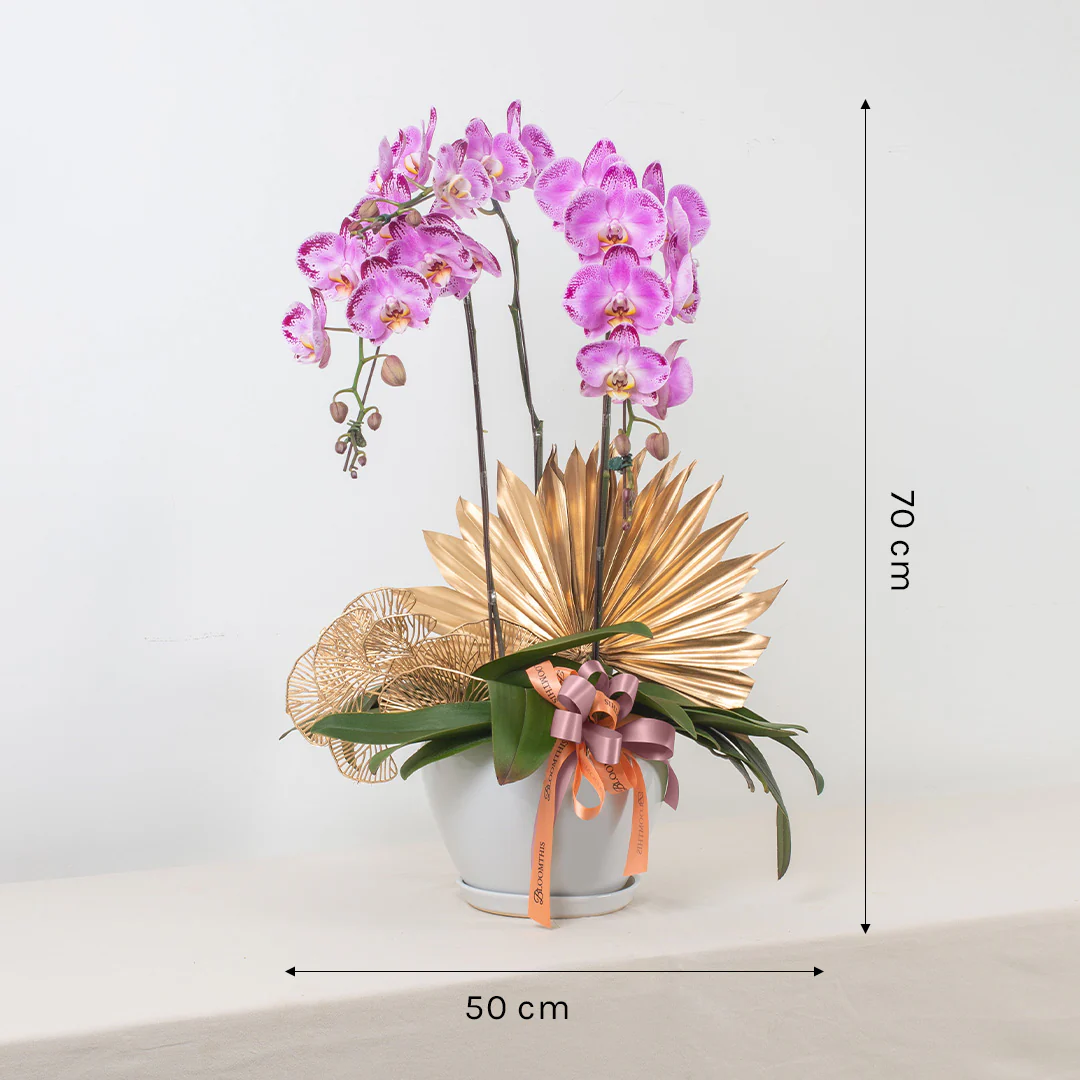 Jodie Pink Phalaenopsis Orchid (3 stalks) - Image 3
