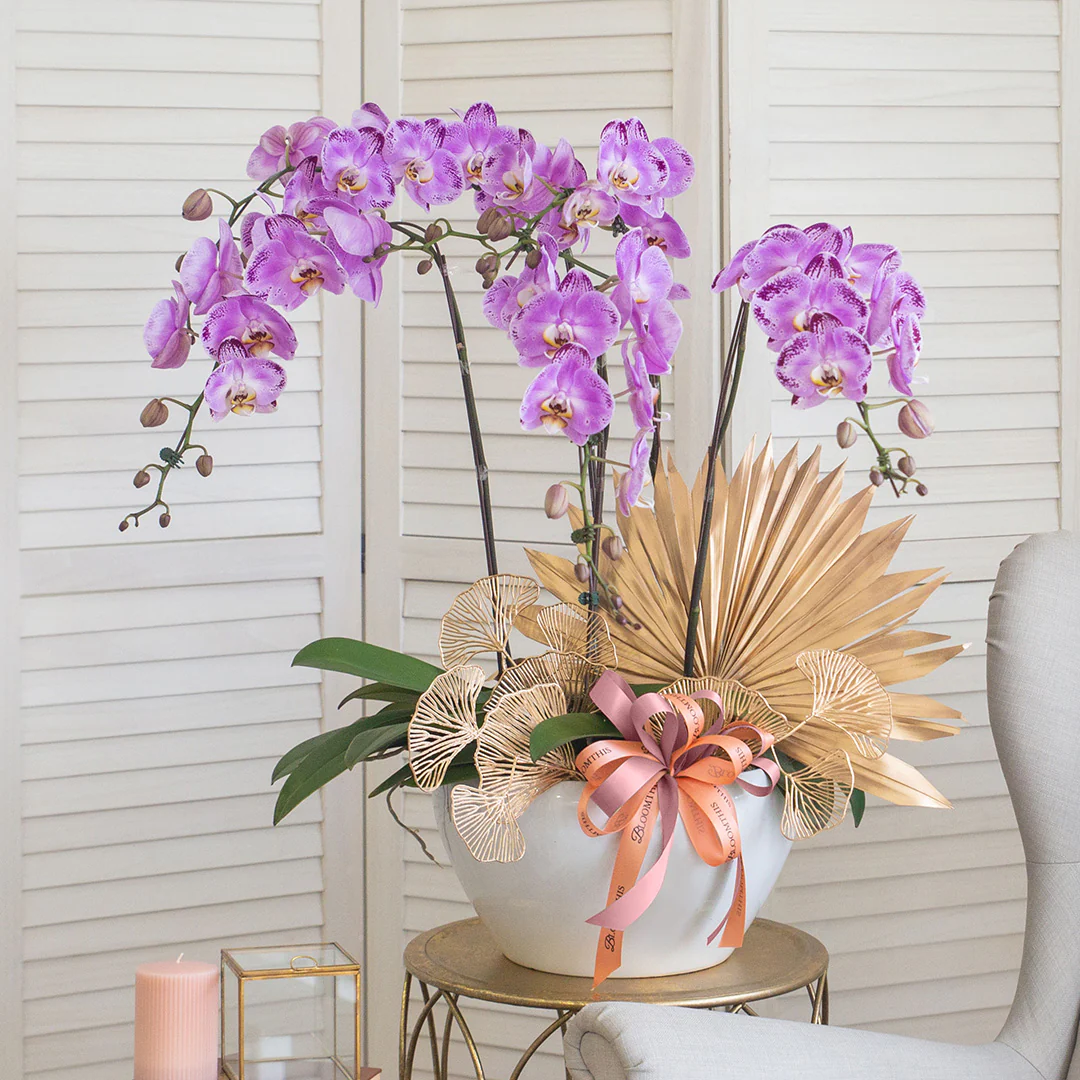Jodie Pink Phalaenopsis Orchid (5 stalks)