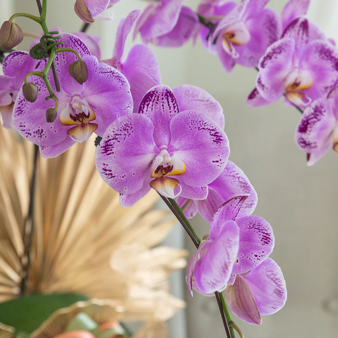 Jodie Pink Phalaenopsis Orchid (5 stalks) - Image 2