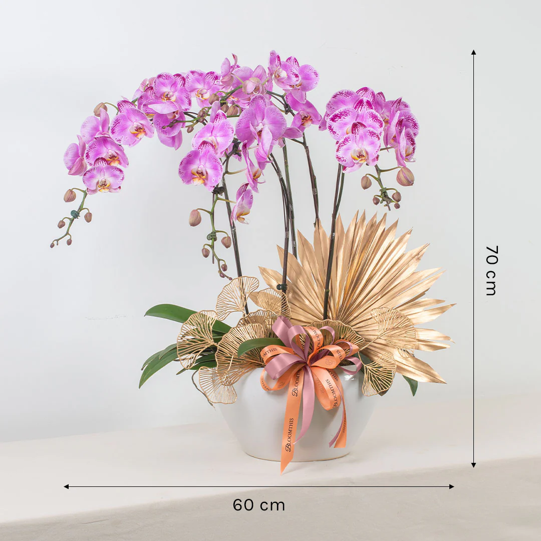 Jodie Pink Phalaenopsis Orchid (5 stalks) - Image 3