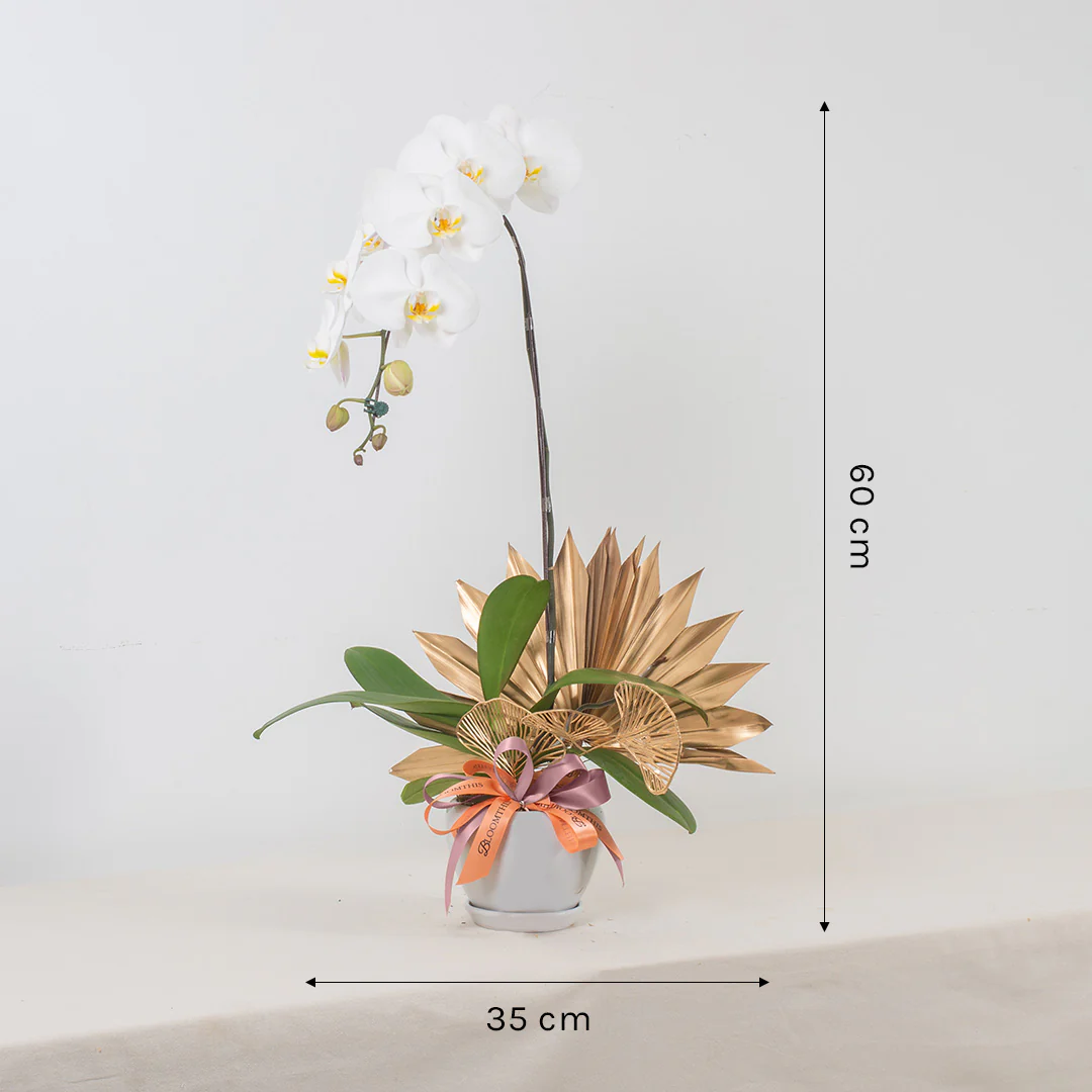 Jodie Pure White Phalaenopsis Orchid (1 stalk) - Image 3