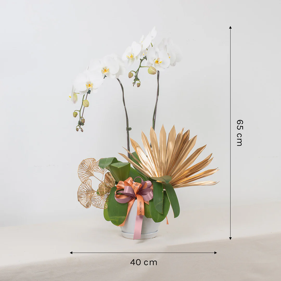 Jodie Pure White Phalaenopsis Orchid (2 stalks) - Image 3