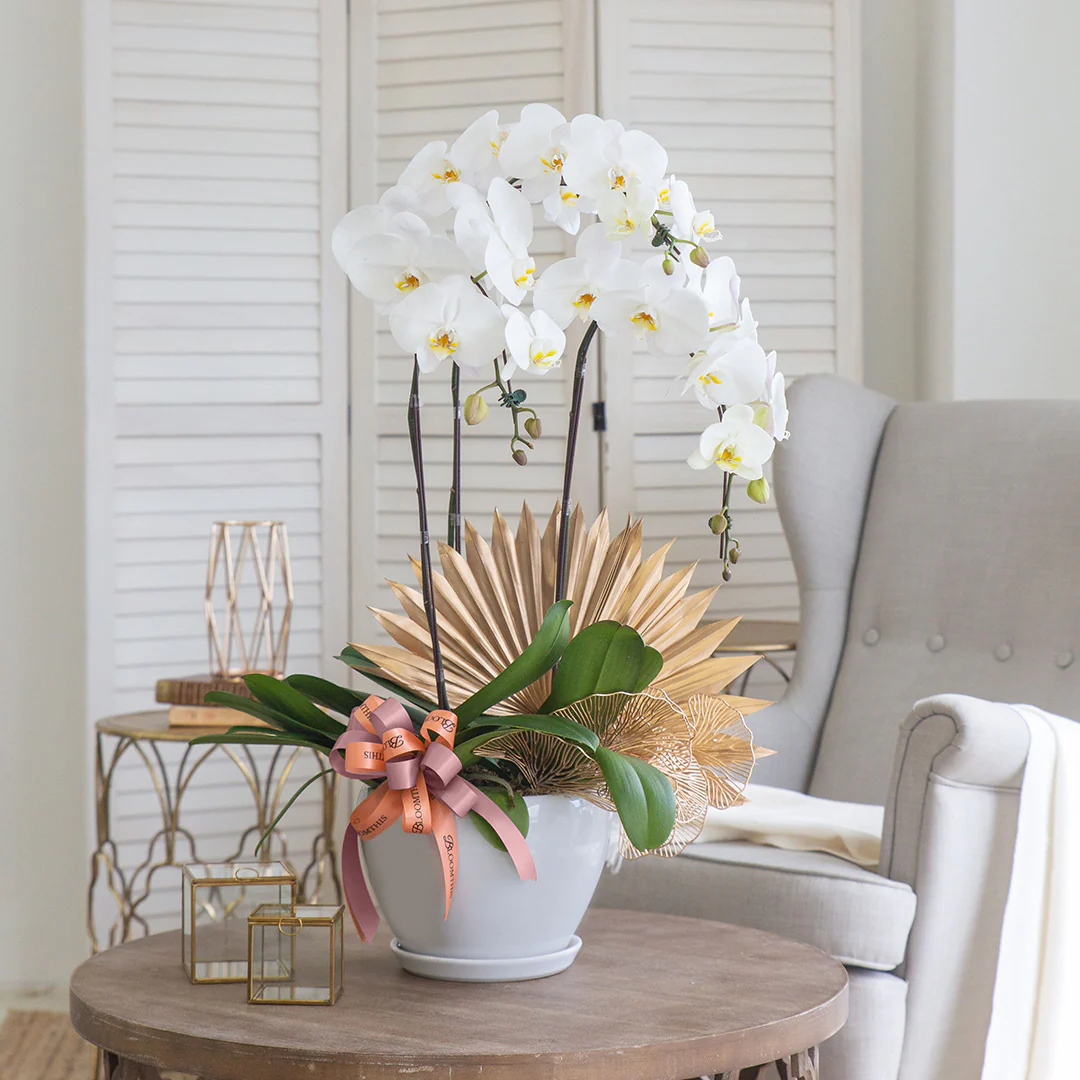 Jodie Pure White Phalaenopsis Orchid (3 stalks)