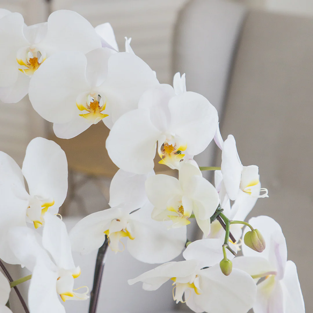 Jodie Pure White Phalaenopsis Orchid (3 stalks) - Image 2