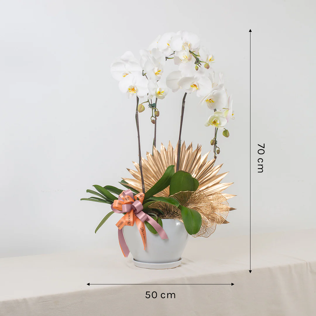 Jodie Pure White Phalaenopsis Orchid (3 stalks) - Image 3