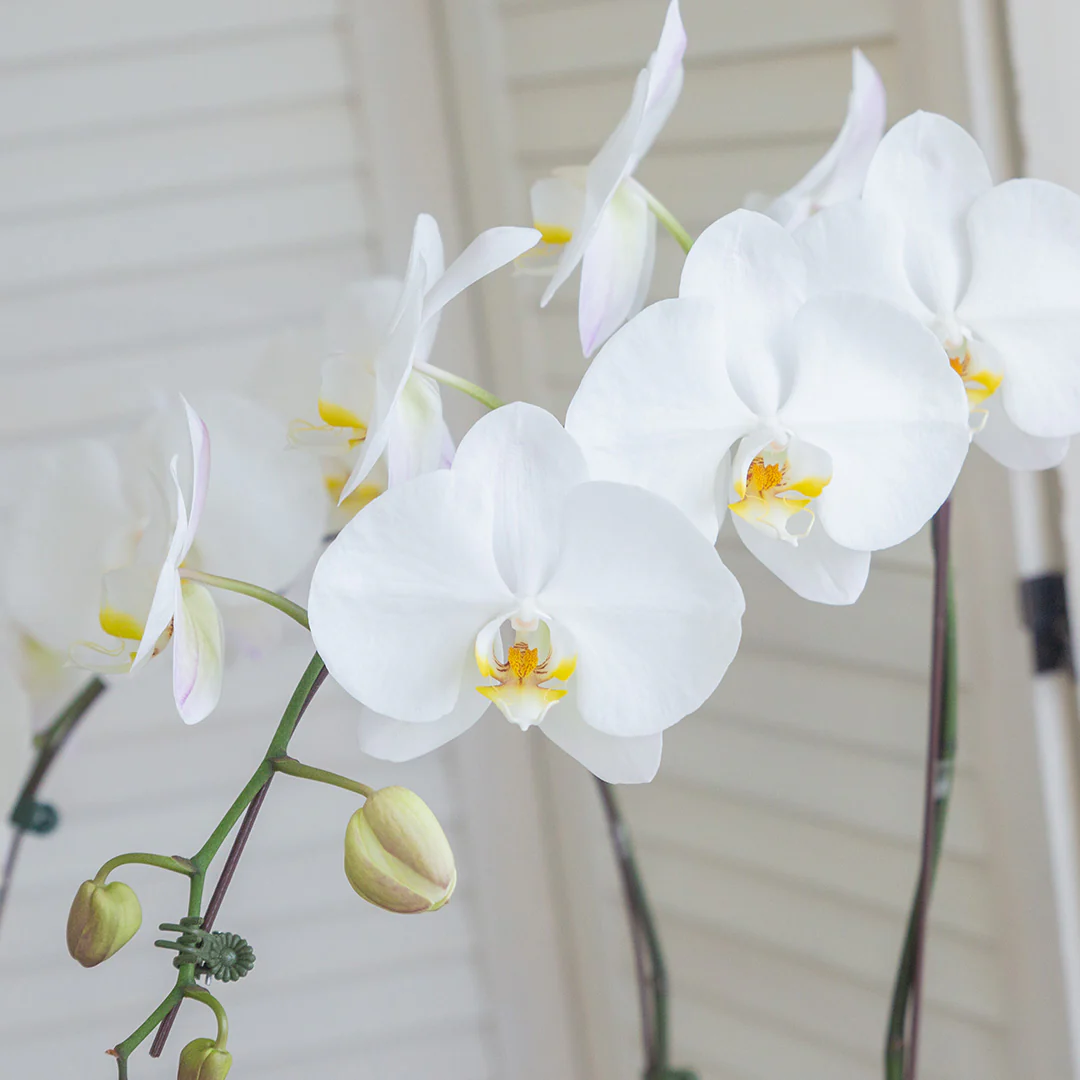Jodie Pure White Phalaenopsis Orchid (5 stalks) - Image 2