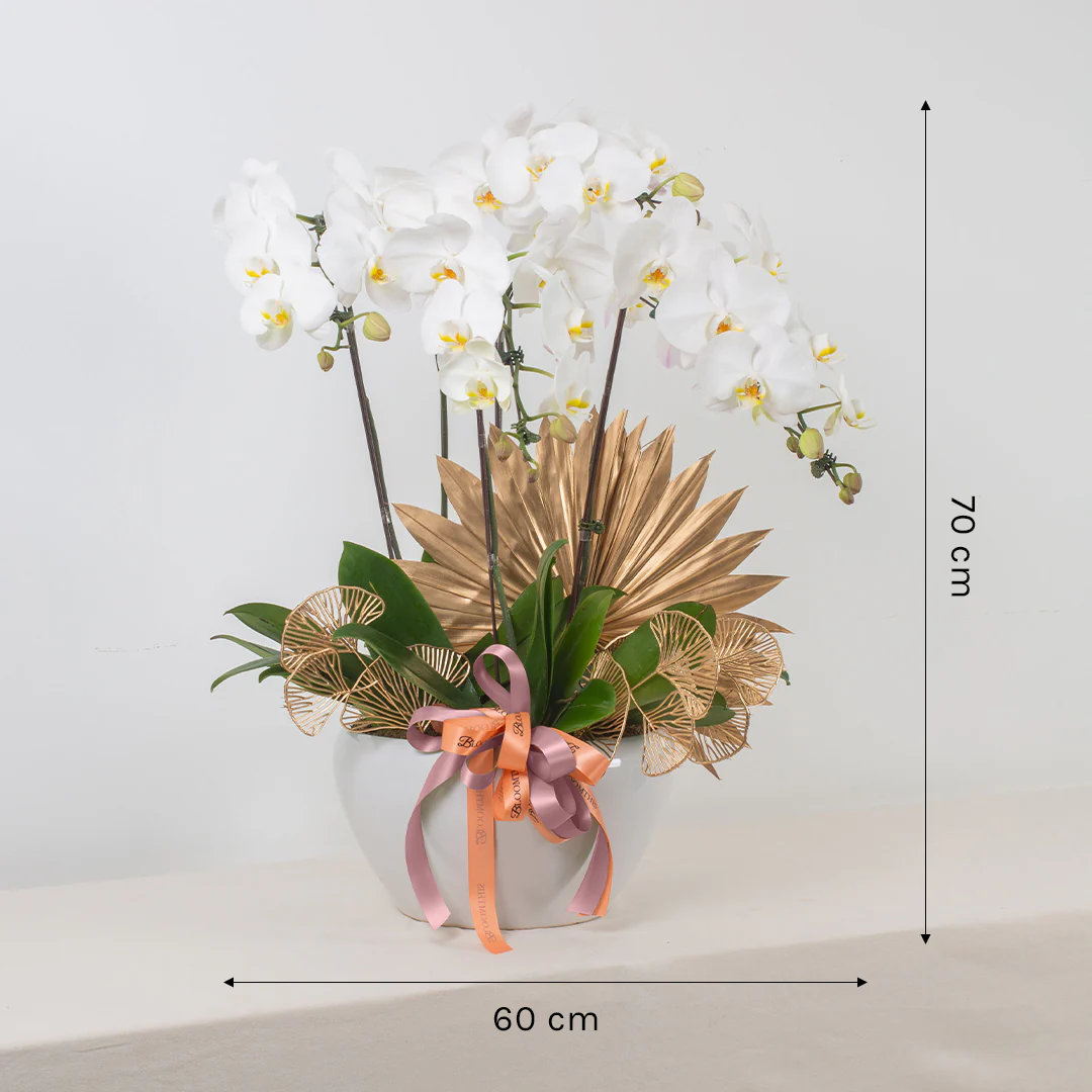 Jodie Pure White Phalaenopsis Orchid (5 stalks) - Image 3
