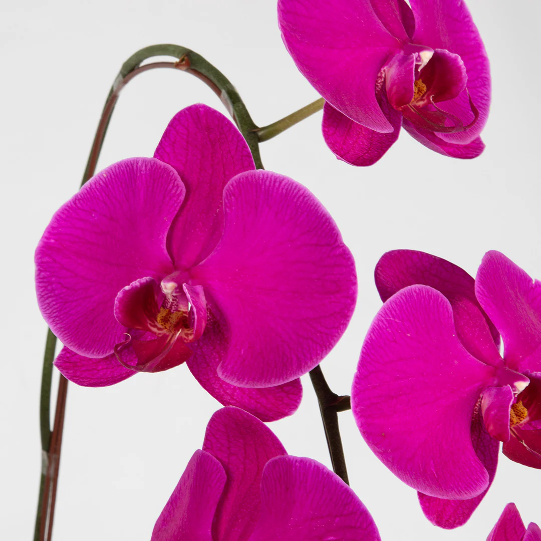 Jodie Purple Phalaenopsis Orchid (1 stalk) - Image 2