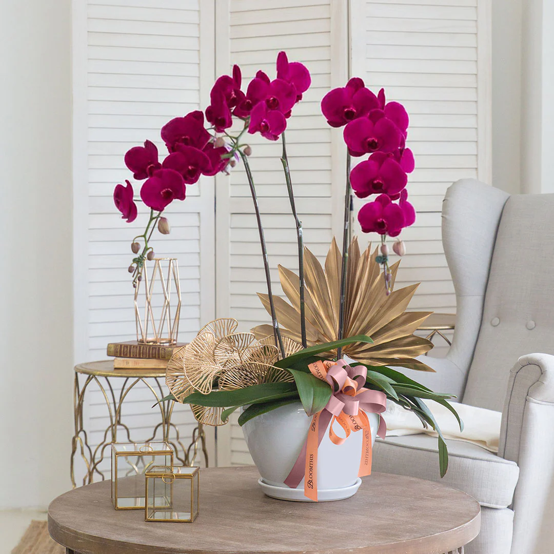 Jodie Purple Phalaenopsis Orchid (3 stalks)