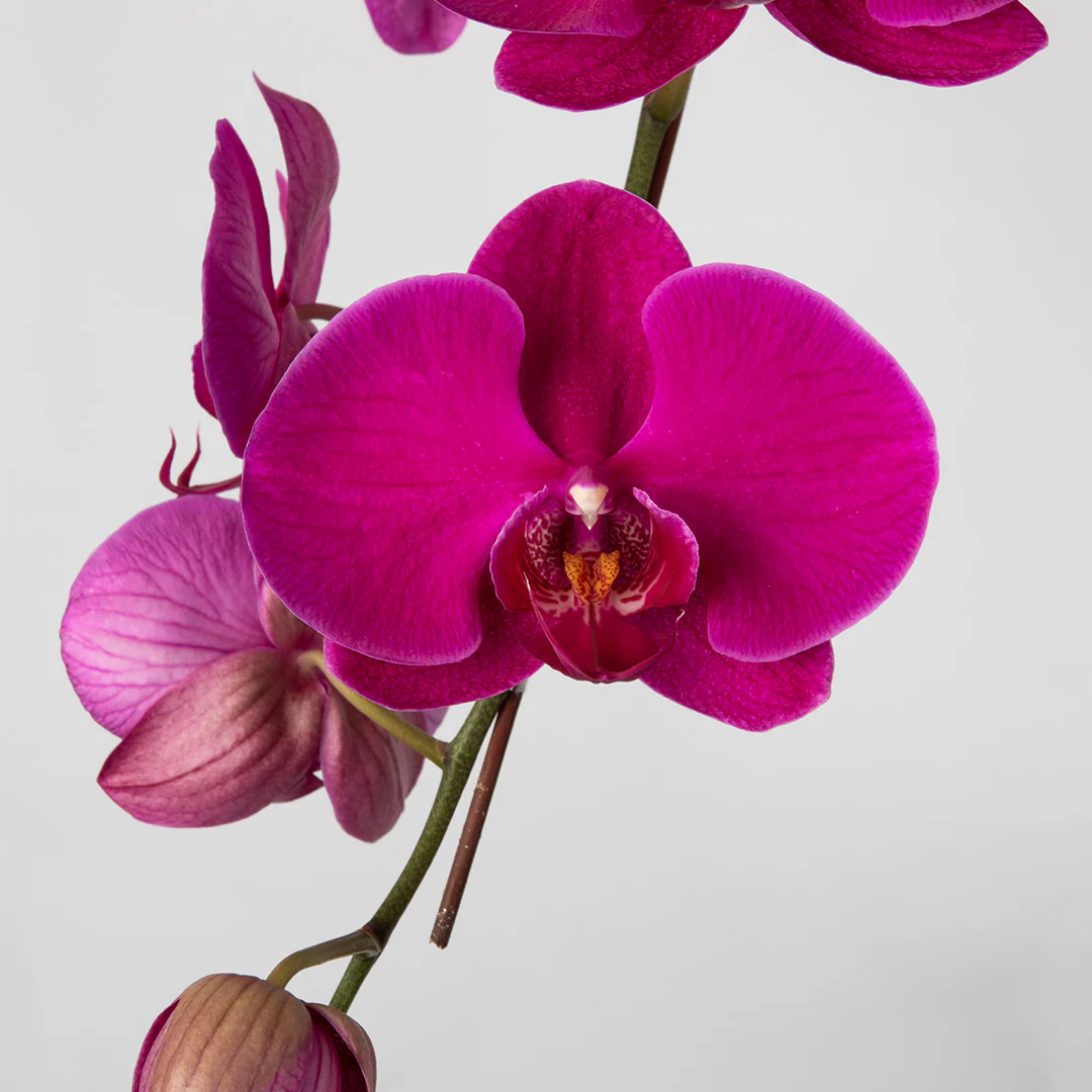 Jodie Purple Phalaenopsis Orchid (3 stalks) - Image 2