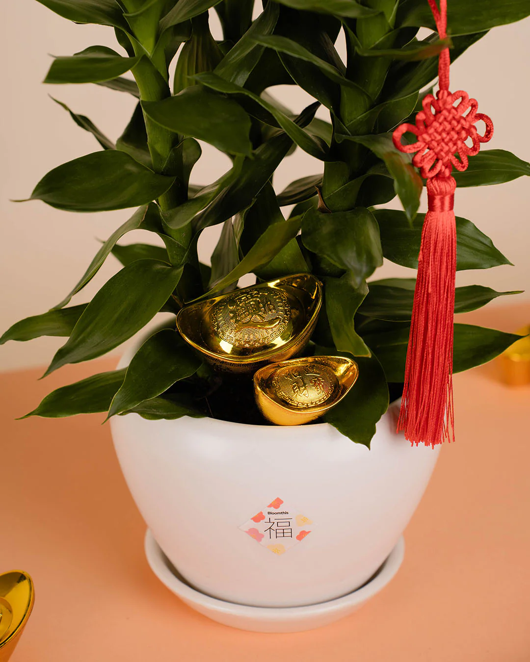Lotus Bamboo Chinese New Year Plant 2026 - Image 3