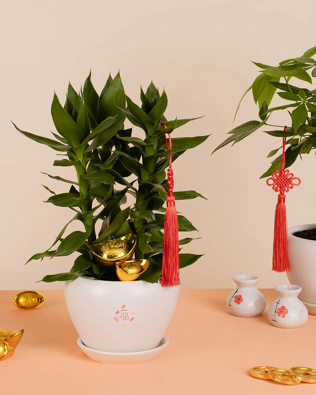 Lotus Bamboo Chinese New Year Plant 2026 - Image 4