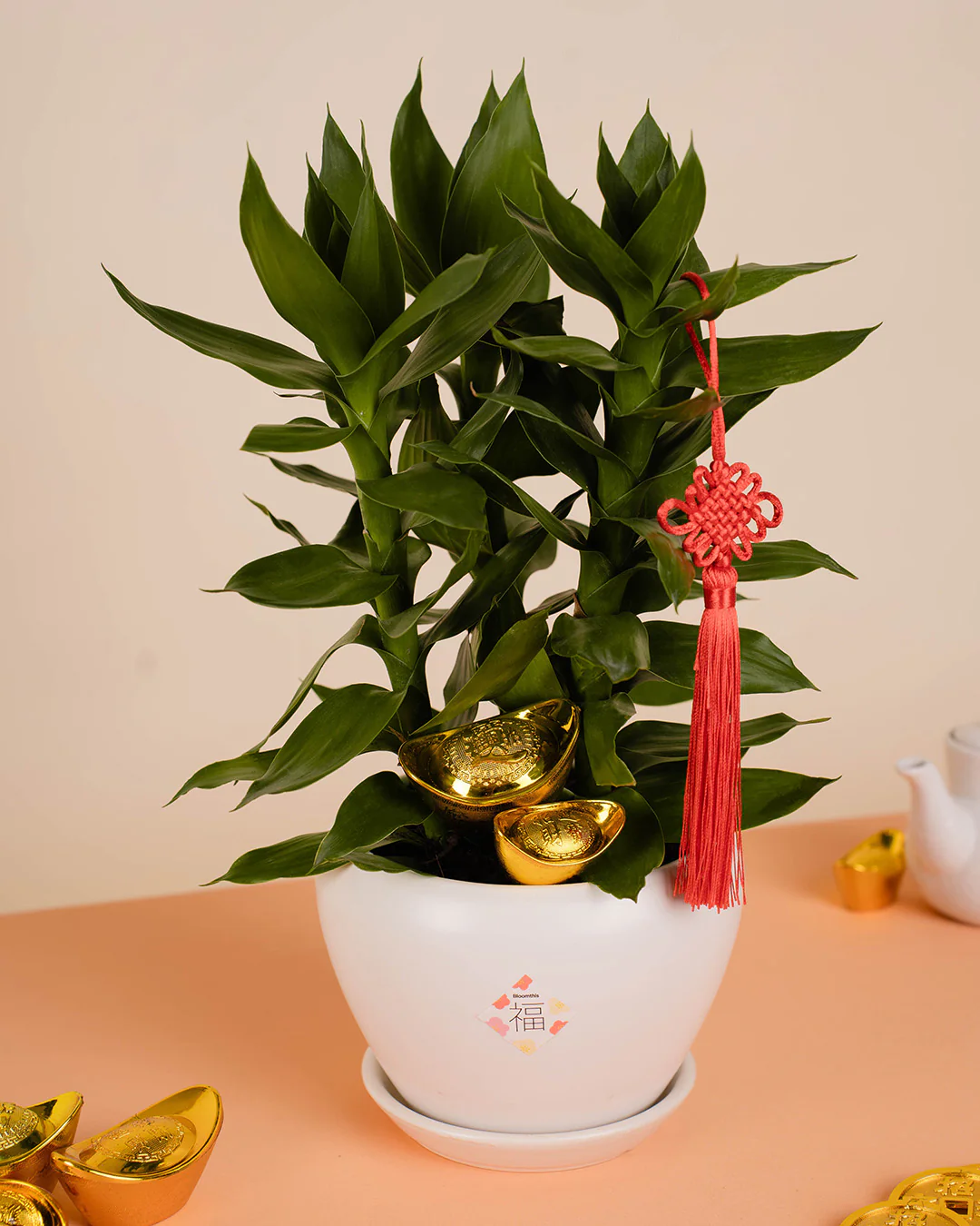 Lotus Bamboo Chinese New Year Plant 2026 - Image 5