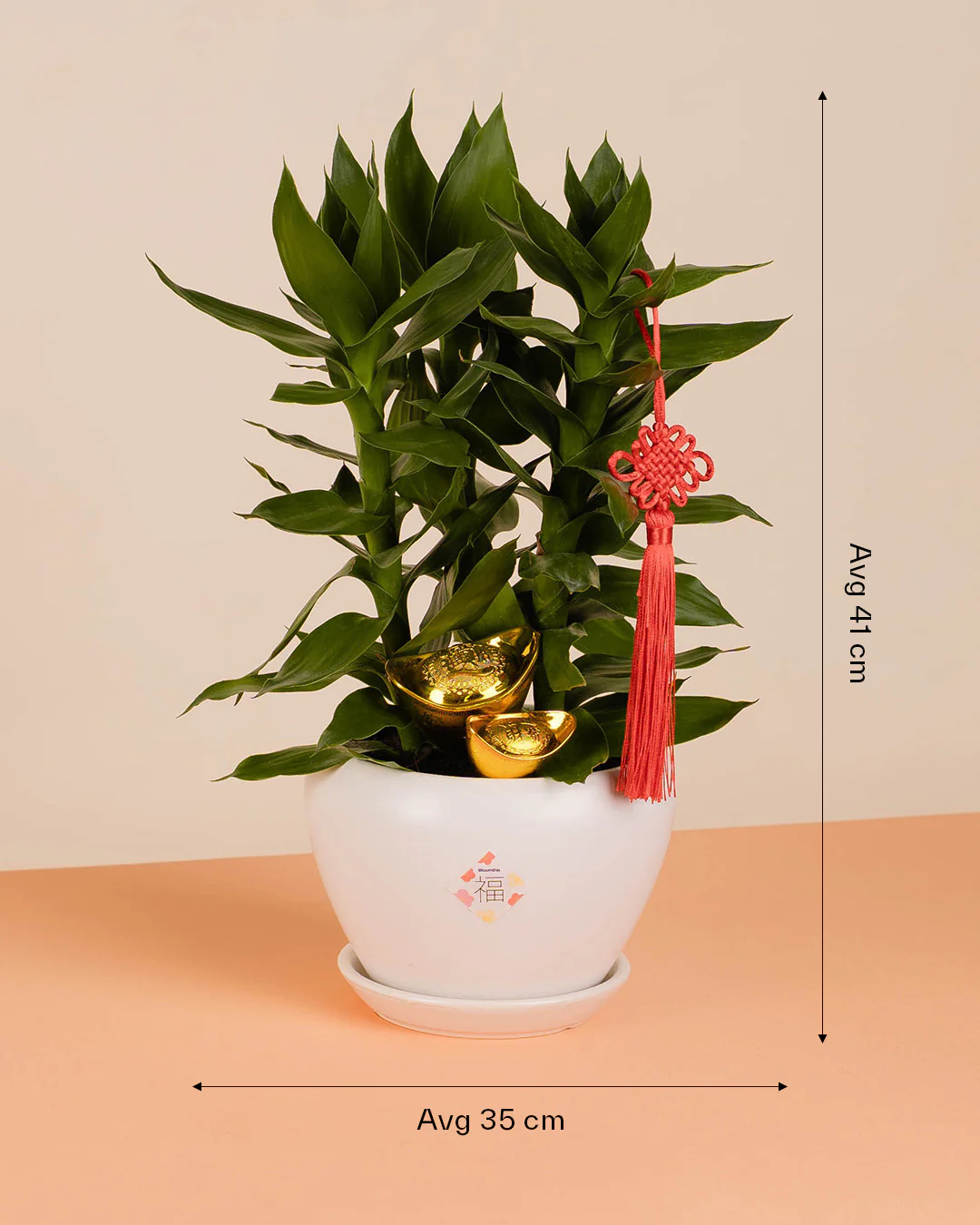 Lotus Bamboo Chinese New Year Plant 2026 - Image 6