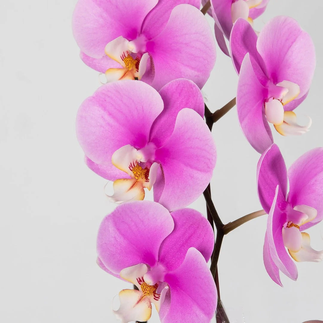 Mother's Day Phalaenopsis Orchid (1 Stalk) (MD) - Image 2