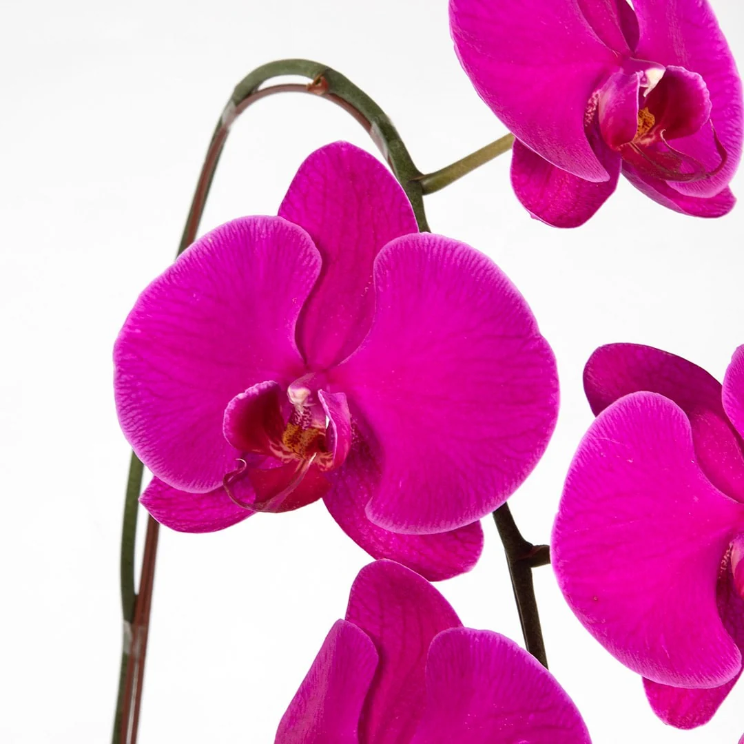Mother's Day Phalaenopsis Orchid (1 Stalk) (MD) - Image 4