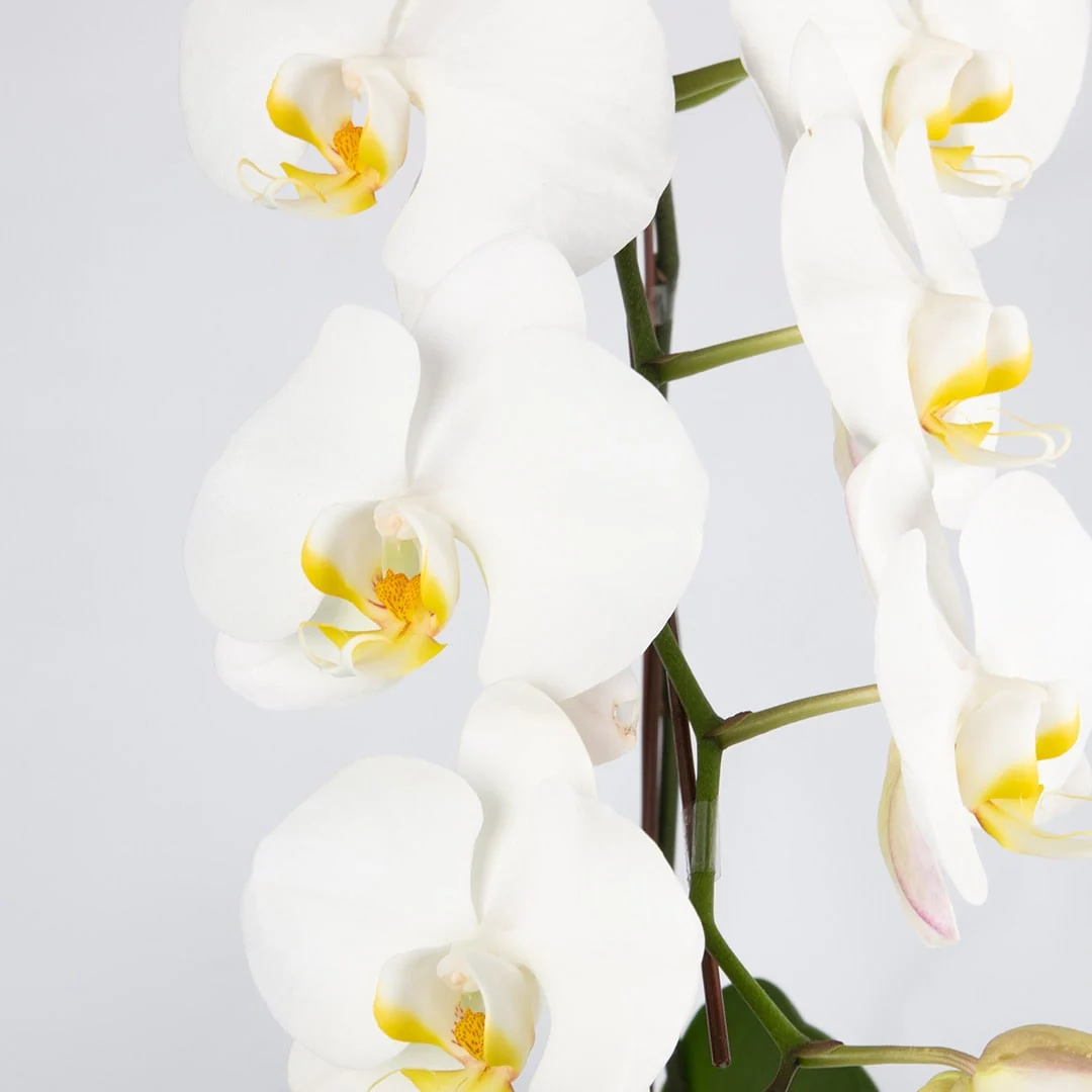 Mother's Day Phalaenopsis Orchid (1 Stalk) (MD) - Image 6