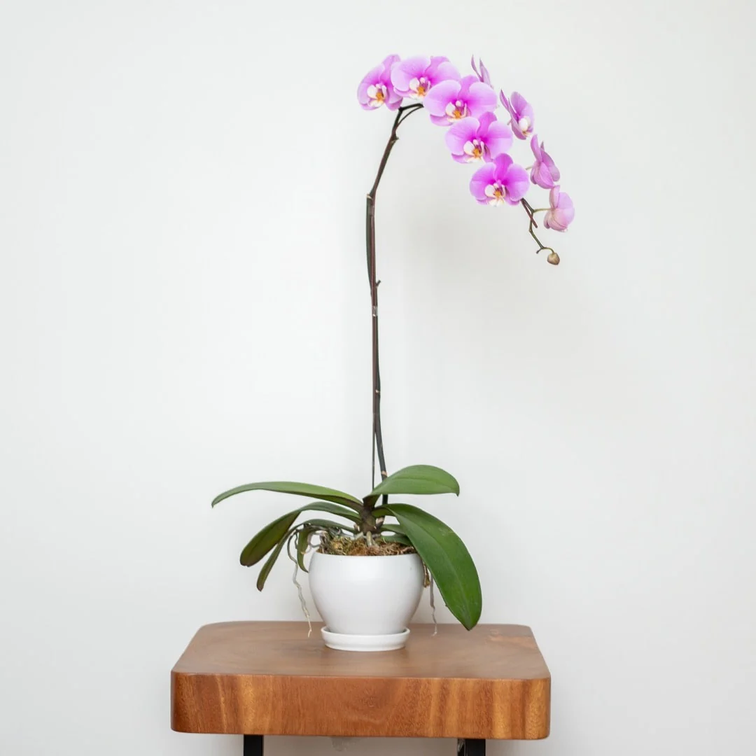 Mother's Day Phalaenopsis Orchid (1 Stalk) (MD) - Image 7