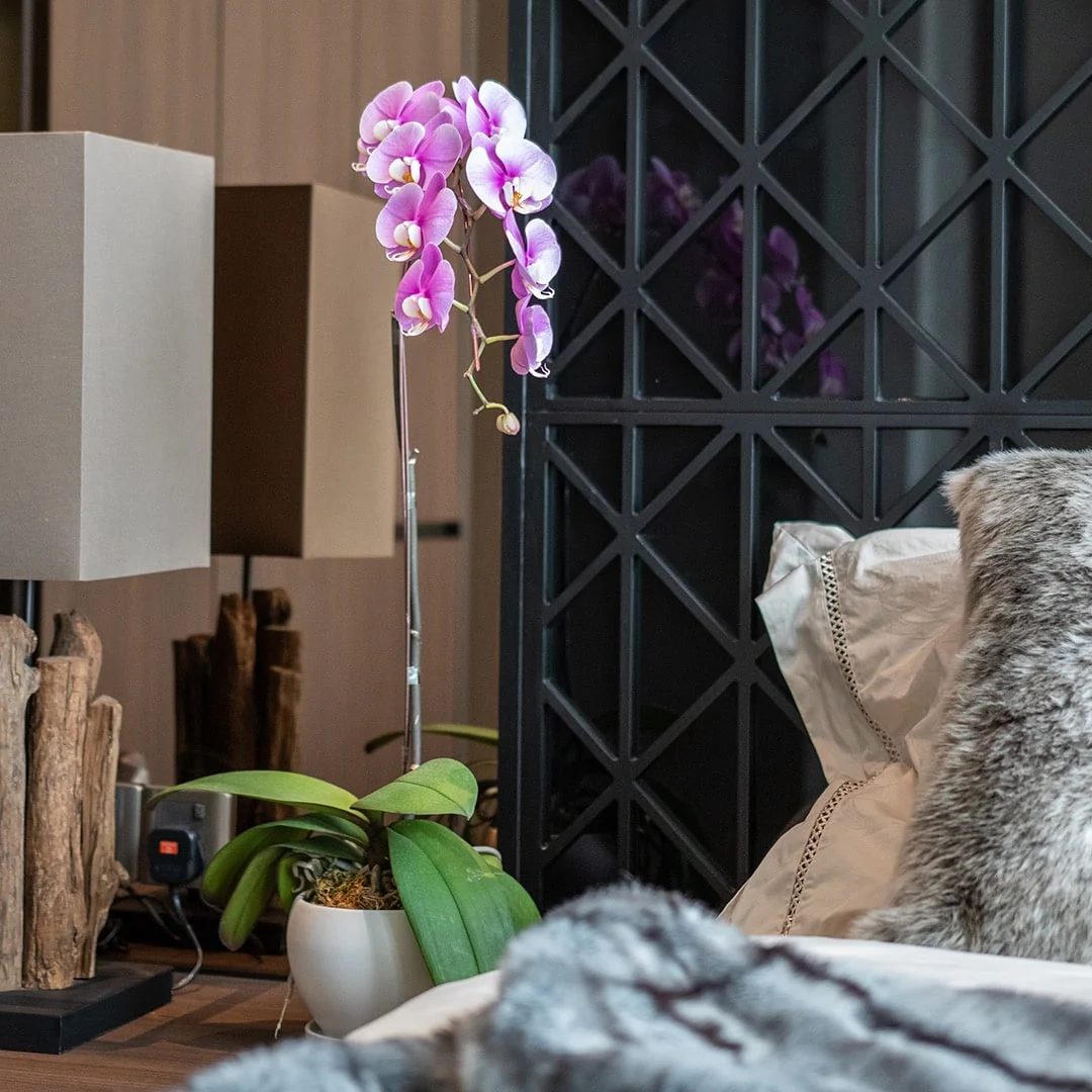 Mother's Day Phalaenopsis Orchid (1 Stalk) (MD) - Image 8