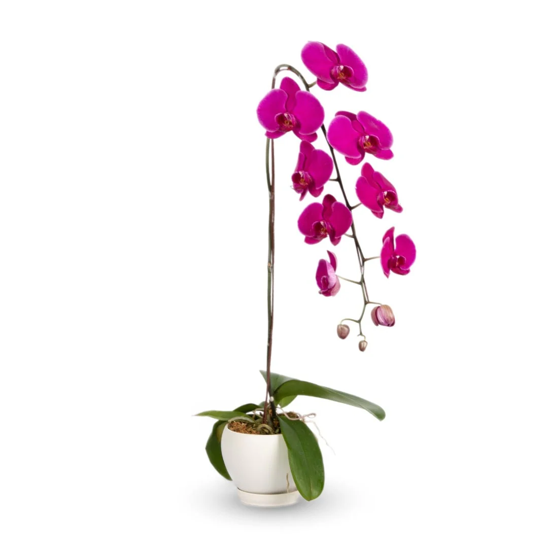 Phalaenopsis Orchid (1 Stalk) (MDV) - Image 3