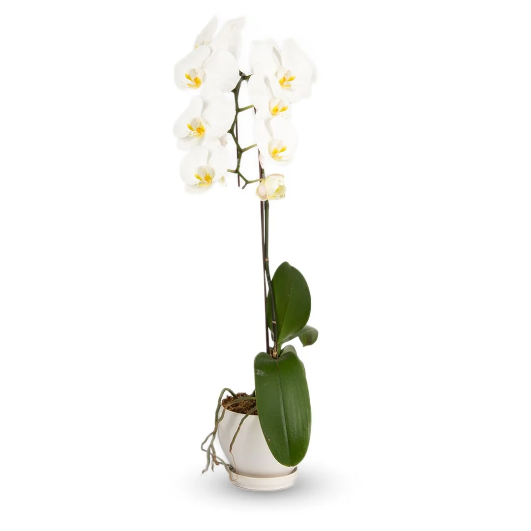 Phalaenopsis Orchid (1 Stalk) (MDV) - Image 5